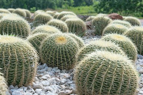 Photographie comparative d'une Crassula Ovata et d'un Echinocactus grusonii