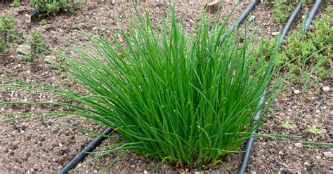 Plan de ciboulette luxuriant dans un jardin potager