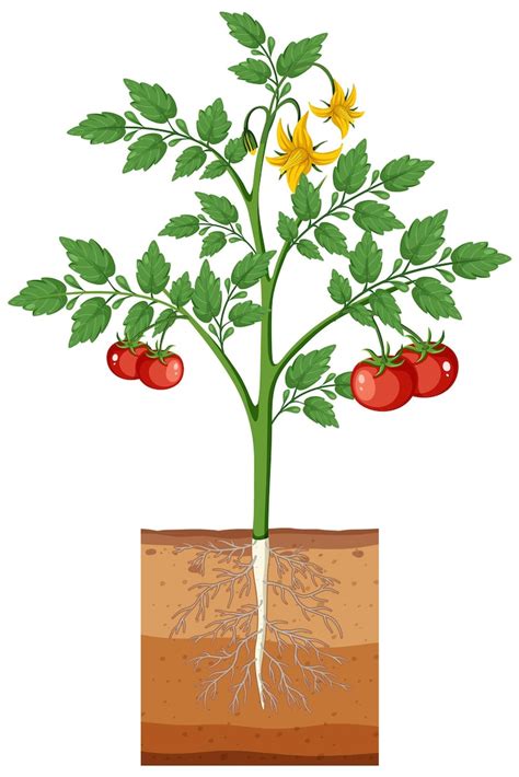 Schéma illustrant les différentes parties d'un plant de tomate et les zones sensibles aux maladies