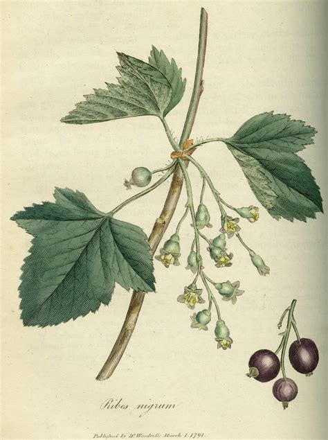 Illustration botanique du Ribes nigrum