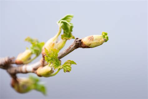 Schéma illustrant l'action cortisone-like du bourgeon de cassis