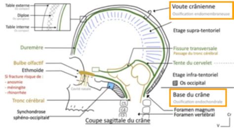 Schéma illustrant la coupe à la base et le retrait progressif