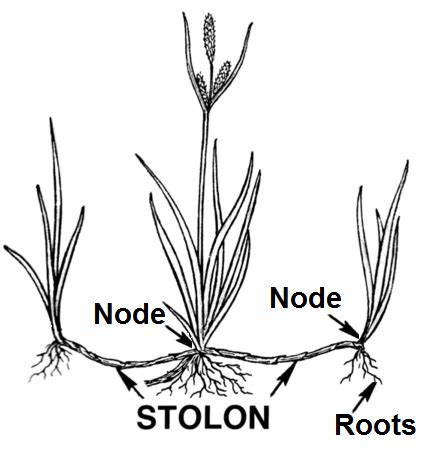 Schéma illustrant la structure d'un pied mère émettant des stolons avec enracinement des plantules à différents nœuds