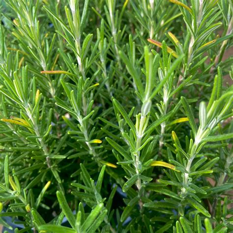 Saisonnalité du jardin en automne avec des plants de romarin en godets
