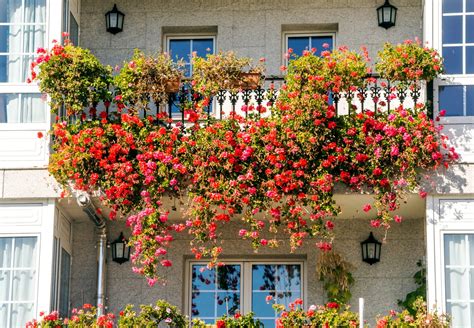 jardinières de géraniums en fleurs sur un balcon