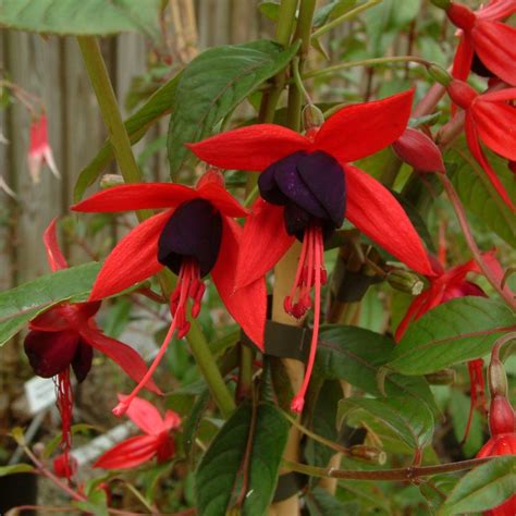 Illustration d'un Fuchsia 'Lady Boothby' avec ses fleurs bicolores caractéristiques