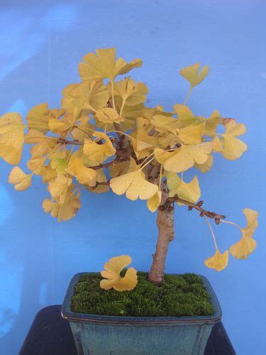 Un bonsaï Ginkgo biloba aux feuilles dorées en automne