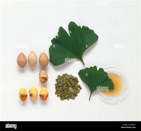 Graines de Ginkgo Biloba dans un lit de substrat