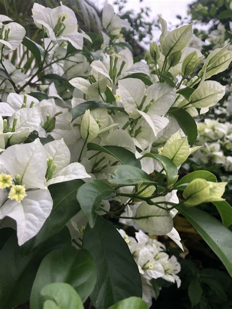 Bougainvillea in full bloom