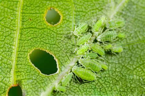 Aphids on a plant leaf