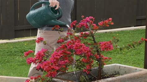 Watering a bougainvillea plant