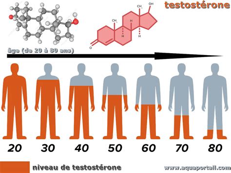 Schéma illustrant le rôle de la testostérone sur la masse musculaire, l'énergie et la santé osseuse
