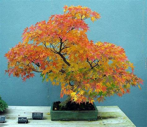 Bonsaï d'érable japonais en automne