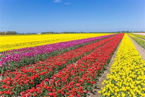 Champ de tulipes en fleurs