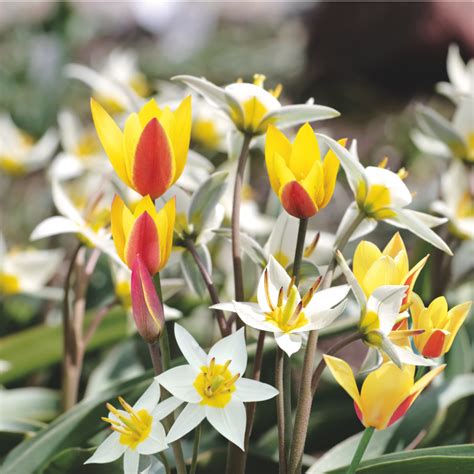 Assortiment de tulipes botaniques