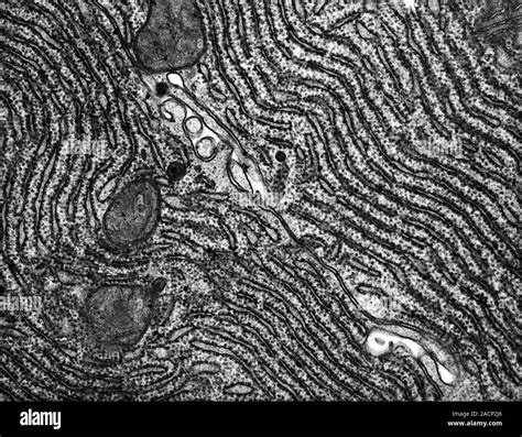 Micrographie électronique d'une surface de feuille de laurier-rose montrant l'épaisseur de la cuticule