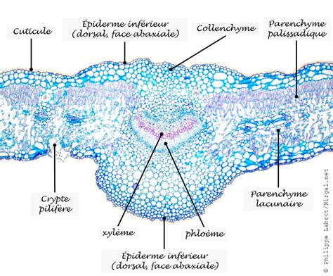 Microphotographie d'une coupe transversale de feuille de Laurier-rose montrant l'hypoderme et le parenchyme palissadique