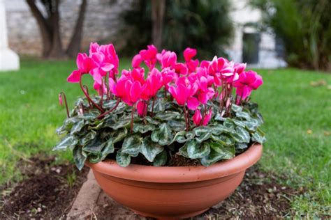 Cyclamen en pot