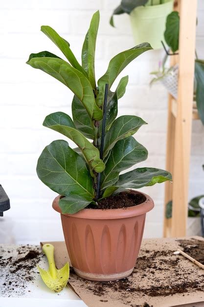 Ficus lyrata dans un intérieur