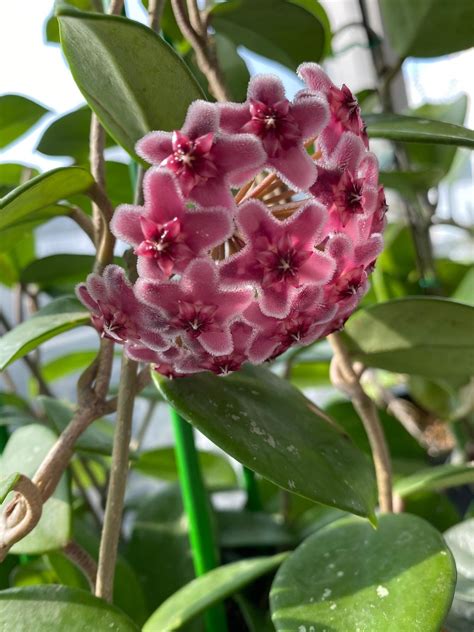 Fleurs délicates de Hoya