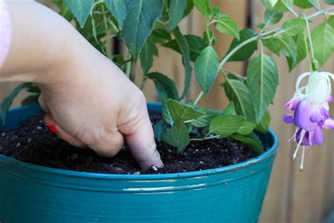 Main vérifiant l'humidité du sol d'une plante en pot