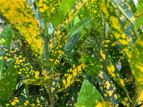 Plante avec feuilles jaunes et molles, signe de sur-arrosage
