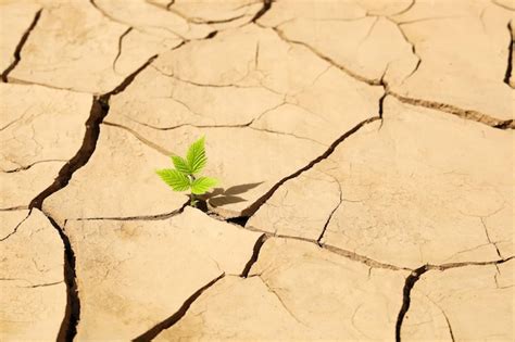 Plante avec feuilles flétries et terre craquelée, signe de sous-arrosage