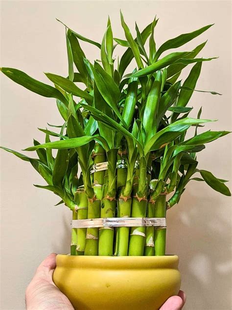 Comparaison visuelle: Vrai bambou vs Lucky Bamboo
