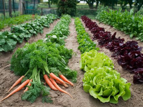 semis en pleine terre de légumes de printemps