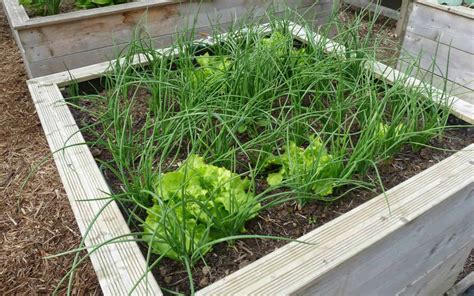 planification du potager