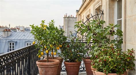 Arbres fruitiers en pot sur un balcon