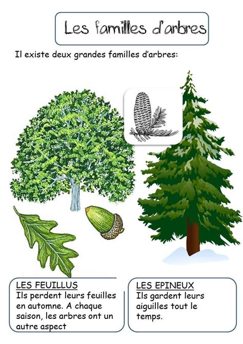 Schéma des familles d'arbres fruitiers