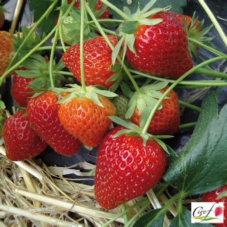 Illustration d'un fraisier 'Charlotte' en pleine fructification