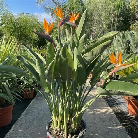Strelitzia reginae en pleine floraison