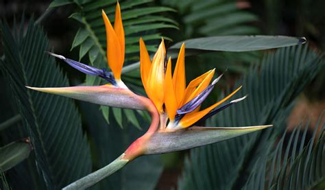 Fleurs d'Oiseau de Paradis non ouvertes