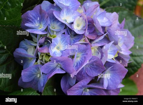 Hortensia en fleurs de différentes couleurs