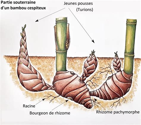 Schéma explicatif montrant la propagation souterraine des rhizomes de bambou franchissant une limite de propriété