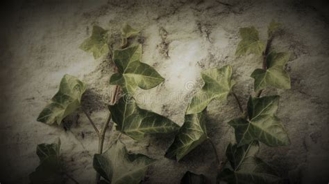 Lierre s'accrochant à un mur en pierre ancien