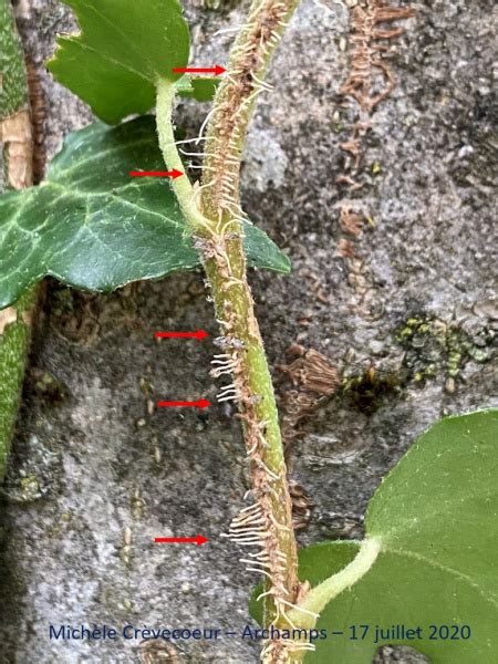 Gros plan sur les racines adventives du lierre s'accrochant à un tronc d'arbre