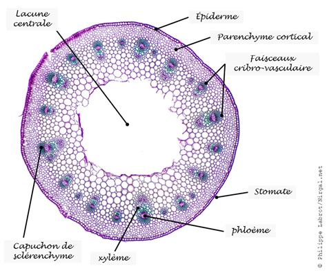 Diagramme détaillé des points de coupe sur une tige de concombre
