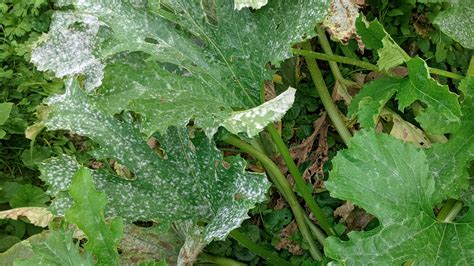 Illustration d'un plant de courgette atteint d'oïdium avec des taches poudreuses sur les feuilles