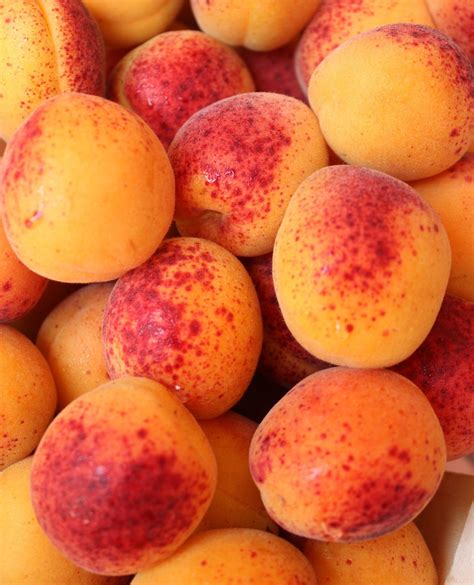 Gros plan sur des abricots Rouge du Roussillon montrant leur peau dorée ponctuée de rouge vineux