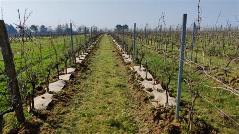 Schéma illustrant le positionnement d'un paillage sous le rang de vigne pour bloquer la photosynthèse des adventices