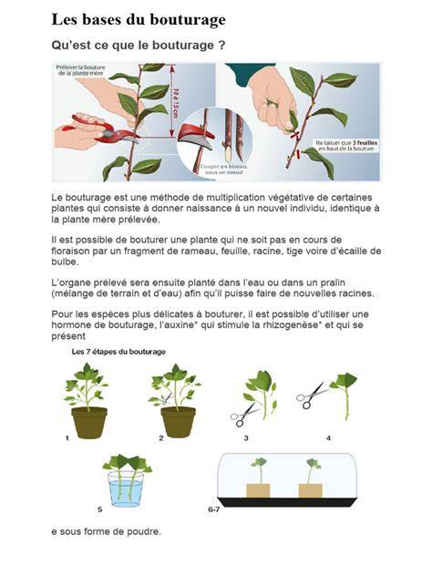 Schéma illustrant les différentes étapes du bouturage, de la coupe de la tige à l'enracinement en terre