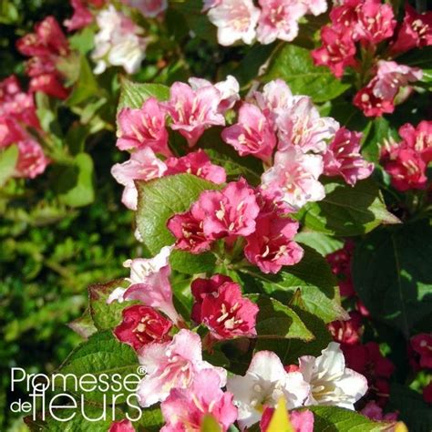 Arbuste Weigela en pleine floraison printanière dans un jardin ensoleillé