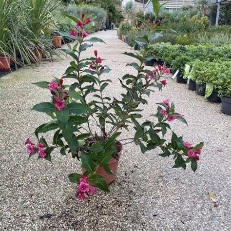Schéma illustrant l'exposition idéale au soleil pour un Weigelia en pot ou en pleine terre