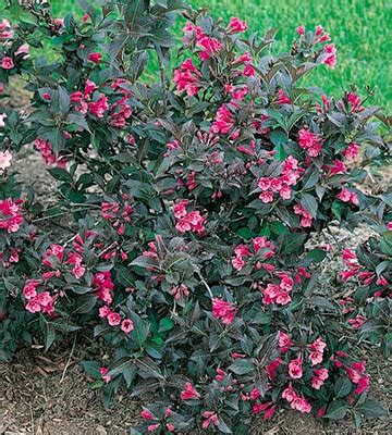 Comparatif visuel de différentes variétés de Weigelia : du nain au grand arbuste