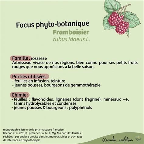 Infographie montrant les bienfaits théoriques du framboisier sur l'organisme