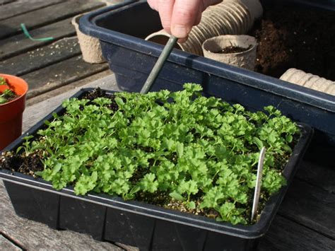 Schéma de semis du persil en ligne dans un potager
