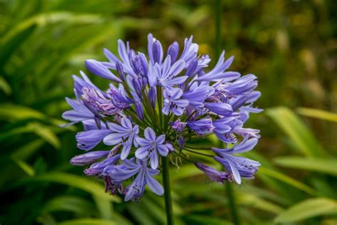 Galerie de photos présentant des variétés d'érables et d'agapanthes